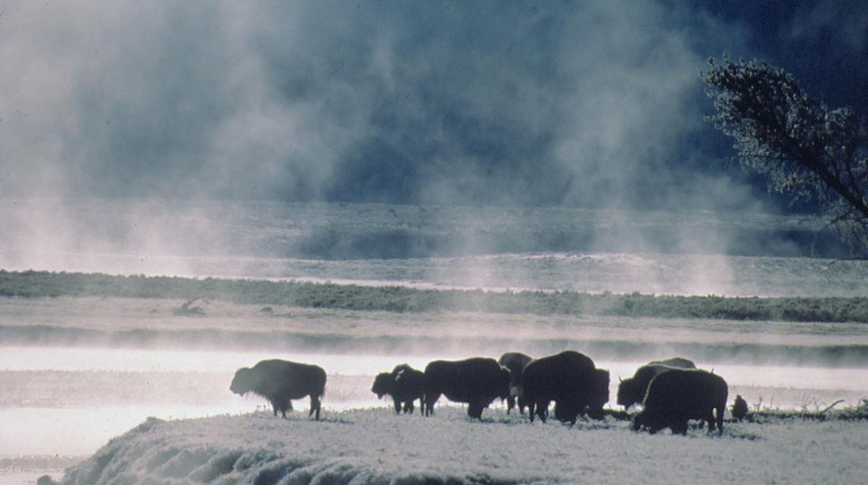 Varios bisontes pastan en Yellowstone