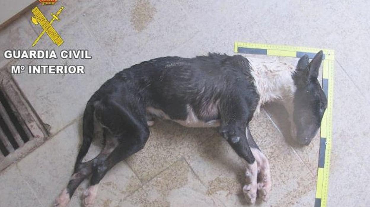 Denuncian al propietario de un perro por dejarlo morir de hambre y abandonarlo en un parque de Guadalajara