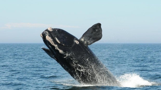 La «ballena de los vascos», a un paso de su extinción total con apenas 250 ejemplares en el mundo