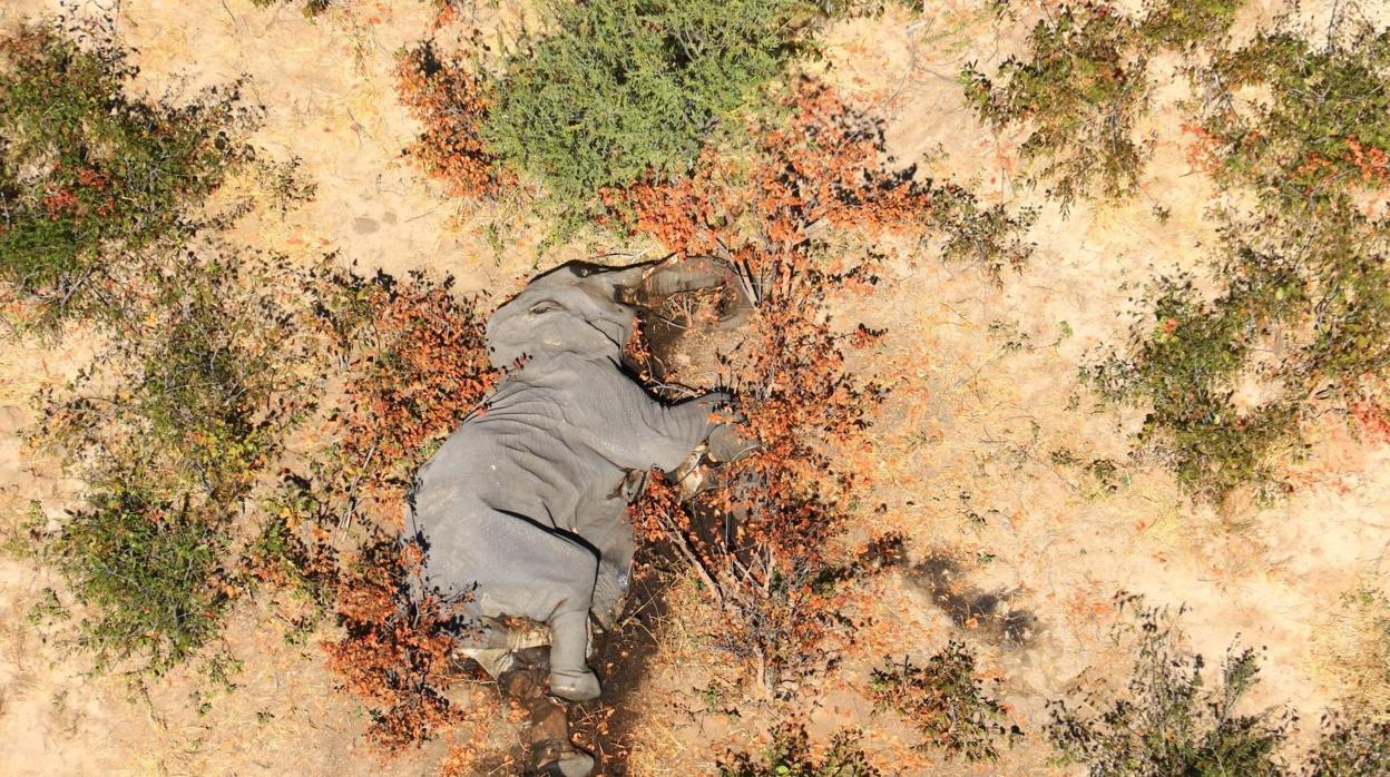 Vista aérea de uno de los elefantes encontrados muertos en suelo de Botsuana