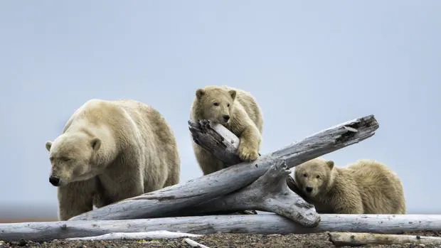 Los osos polares estarán al borde de su extinción en 2100 a causa del cambio climático
