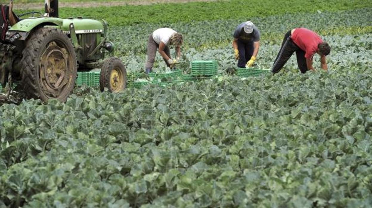 Temporeros recogen la cosecha en una plantación en Alemania