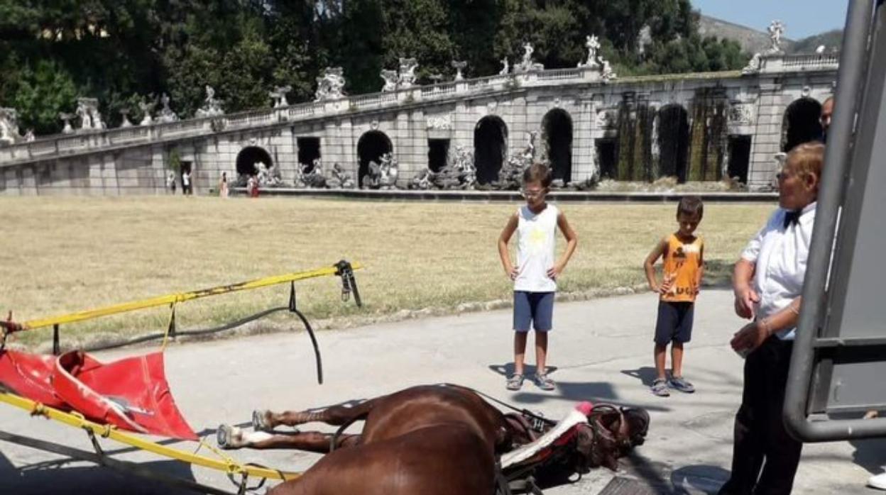 Indignación en Italia por la muerte por calor de un caballo que transportaba turistas