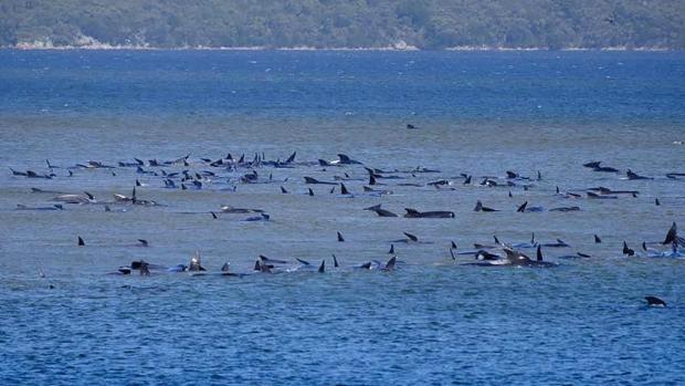 Un tercio de las 270 ballenas varadas en Australia habrían muerto