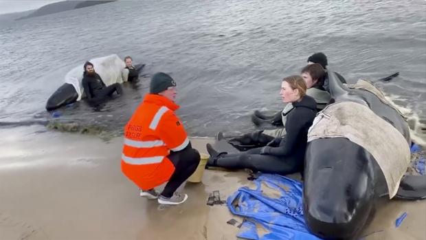 Australia lleva mar adentro los 380 cadáveres de ballenas varadas en isla de Tasmania