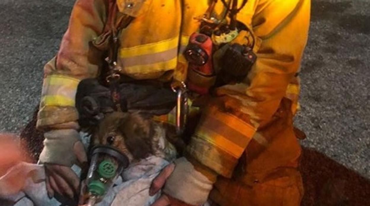 Imagen de un perro siendo atendido con una máscara de oxígeno