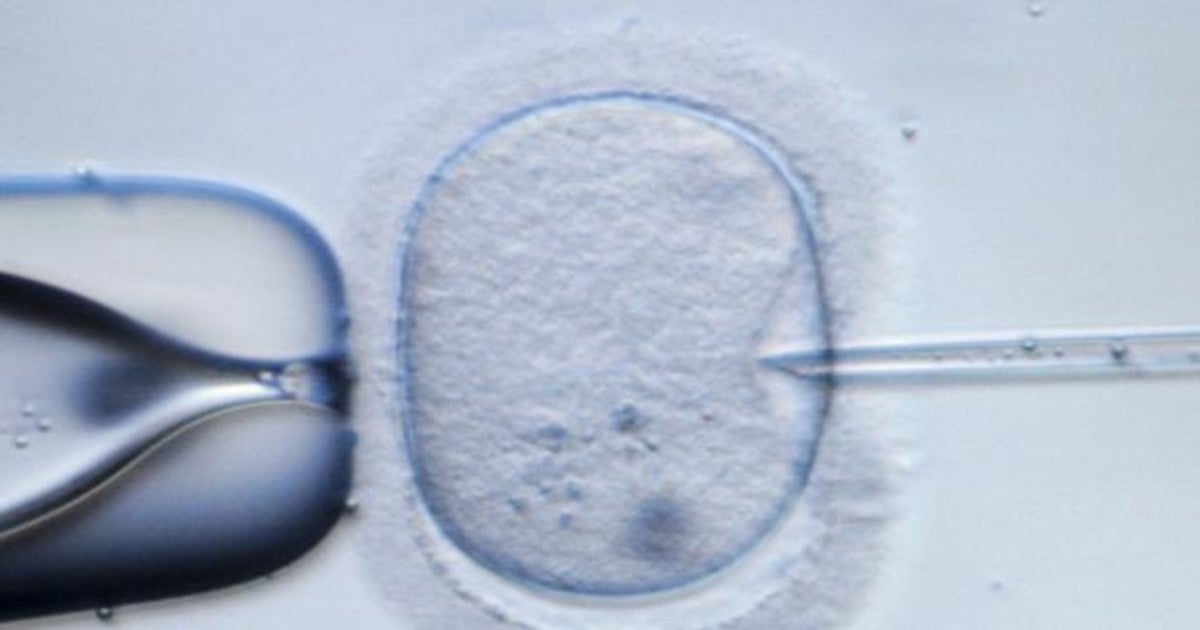 Una imagen al microscopio del proceso de Fecundación In Vitro (FIV)