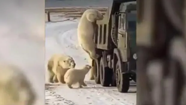 Un grupo de osos polares buscan comida en un camión de la basura averiado en Rusia