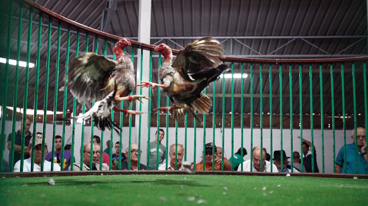 Imagen de una pelea de gallos