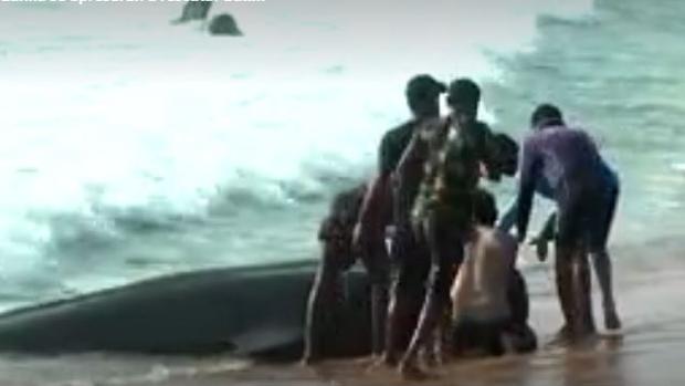 La marina de Sri Lanka y los aldeanos rescatan a más de un centenar de ballenas varadas