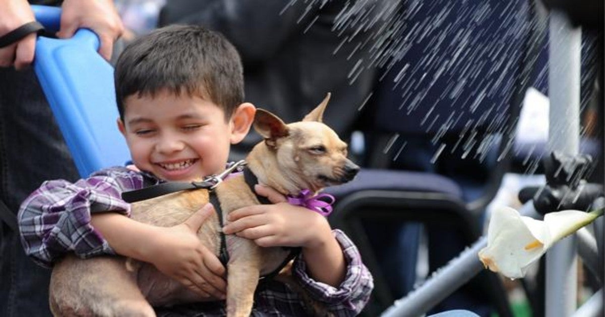 La Real Sociedad Canina pide que la «ley Celaá» incluya una asignatura de Educación Animal