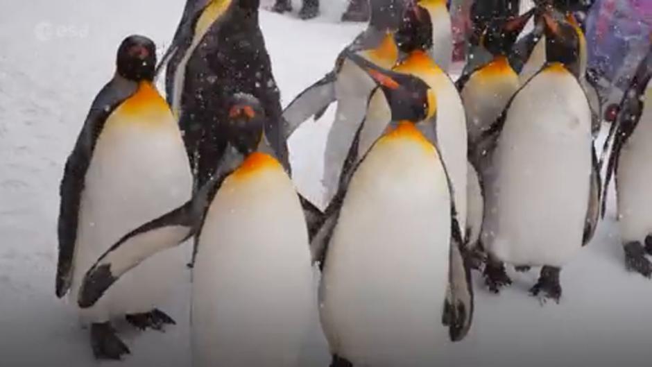 Un enorme iceberg amenaza la fauna de las islas de Georgia del Sur