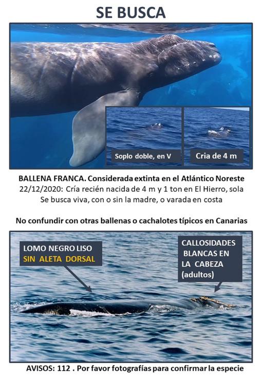 Decenas de voluntarios buscan a una cría de ballena franca recién nacida y en peligro de extinción vista en Canarias