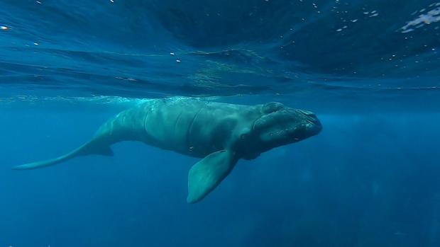 Decenas de voluntarios buscan a una cría de ballena franca recién nacida y en peligro de extinción vista en Canarias