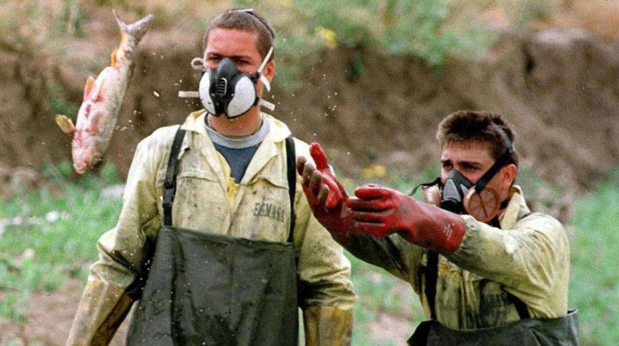 Operarios protegidos con guantes y mascarillas, recogen peces muertos en un campo de cultivo próximo a Doñana, donde fueron arrastrados por la ola tóxica que provocó el vertido de Minas de Aznalcóllar