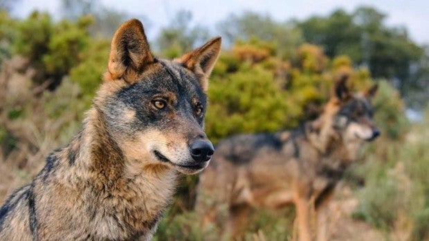 El Gobierno dice que «no hay vuelta atrás» en el veto a la caza del lobo aunque entiende las quejas