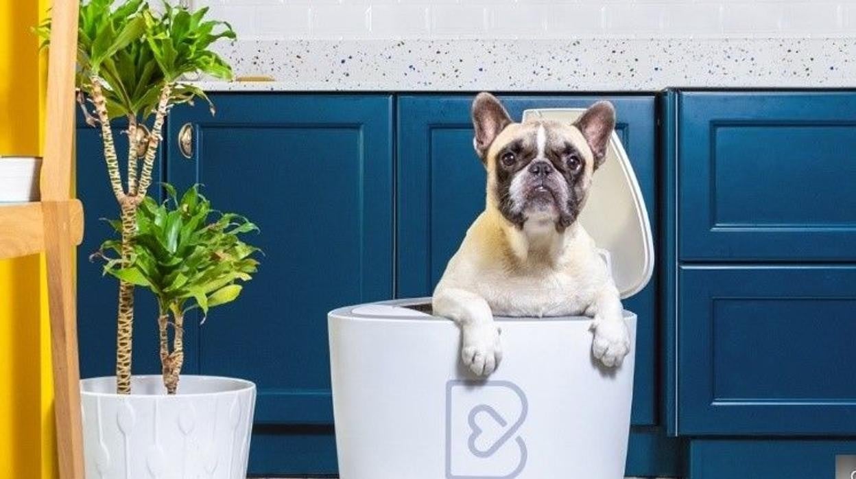 Barkyn Home: llega un dispositivo que cuida la salud de su perro