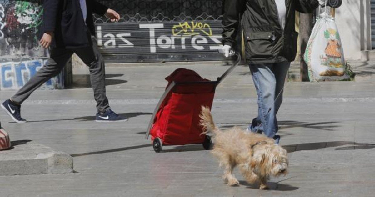 Limpiar las patas y hocicos de nuestras mascotas es uno de los hábitos tomados para evitar los contagios de coronavirus