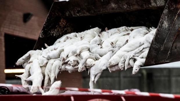 La OMS señala que existe un «riesgo alto» de que el coronavirus se propague a las personas desde la industria peletera