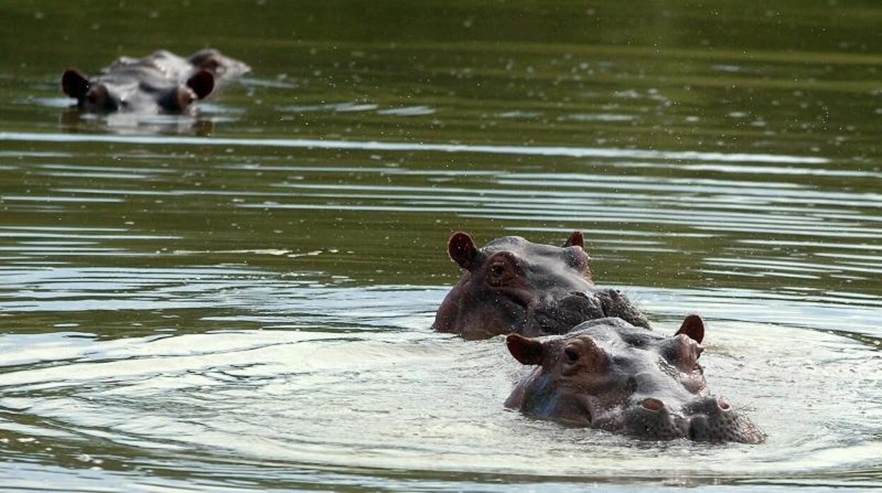 Tres de los hipopótamos que compró Escobar para su Hacienda Nápoles