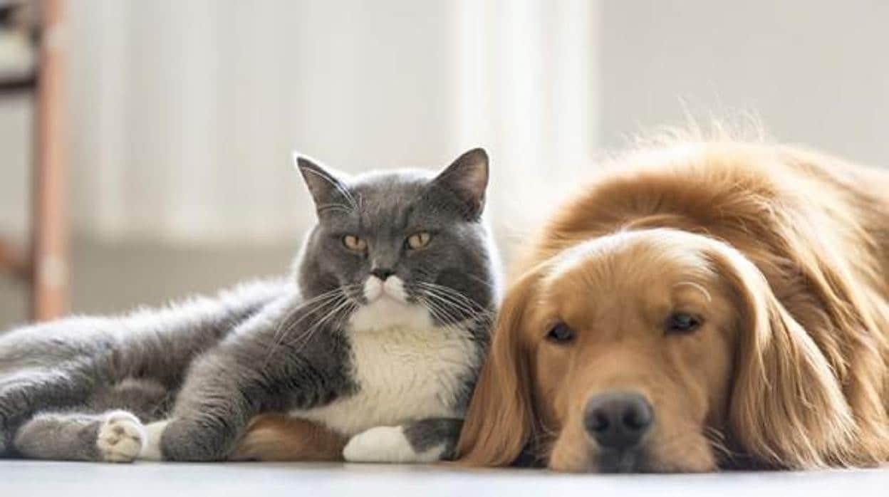 Punto de referencia Inquieto Enfadarse Perros o gatos: ¿qué prefiere el mundo?