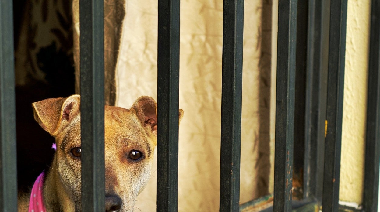 Imagen de archivo de un perro