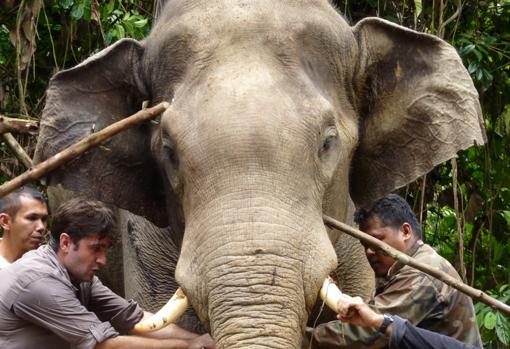 El biólogo gijonés Ahimsa Campos, que estudia los elefantes de Asia desde el Jardín Botánico Tropical de Xishuangbanna