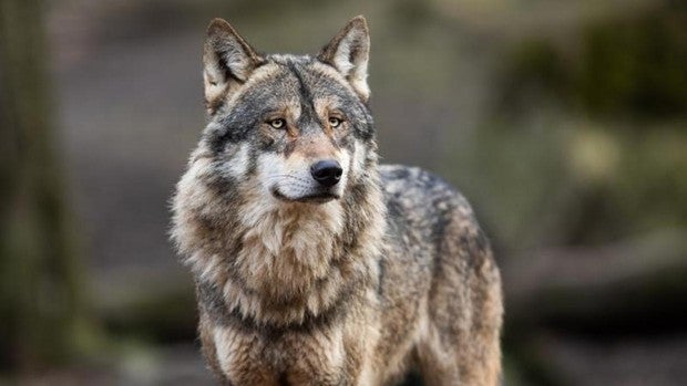 El Gobierno retrasa la prohibición de la caza del lobo