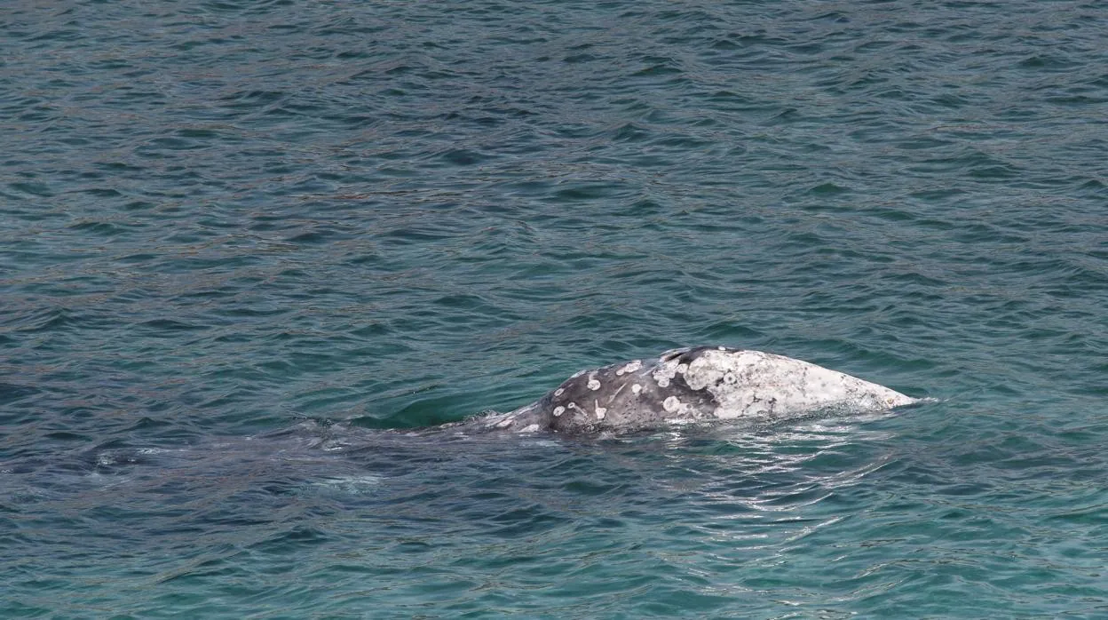 Una ballena gris enferma nada en la costa de Mallorca