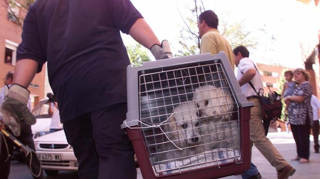 Un caniche gigante de 14 años, primer positivo de la variante británica en un perro en España