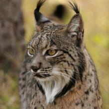 El lince ibérico supera el millar de ejemplares por primera vez en veinte años