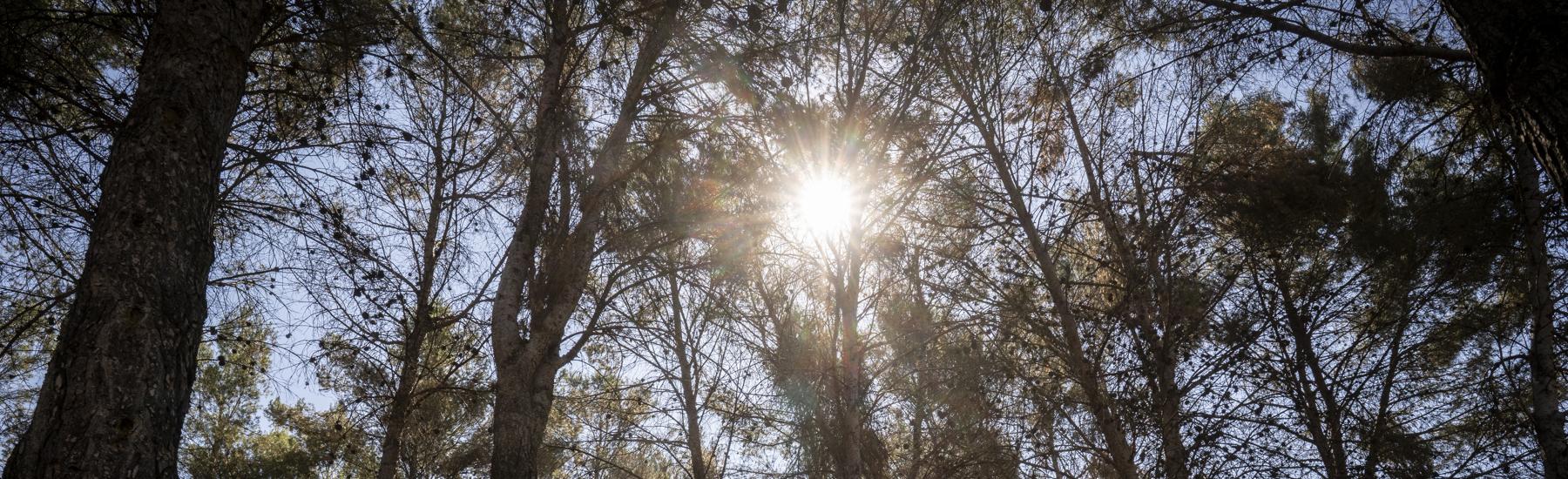 Zona cortada al paso por riesgo de accidente en Los Cerros, Alcalá de Henares