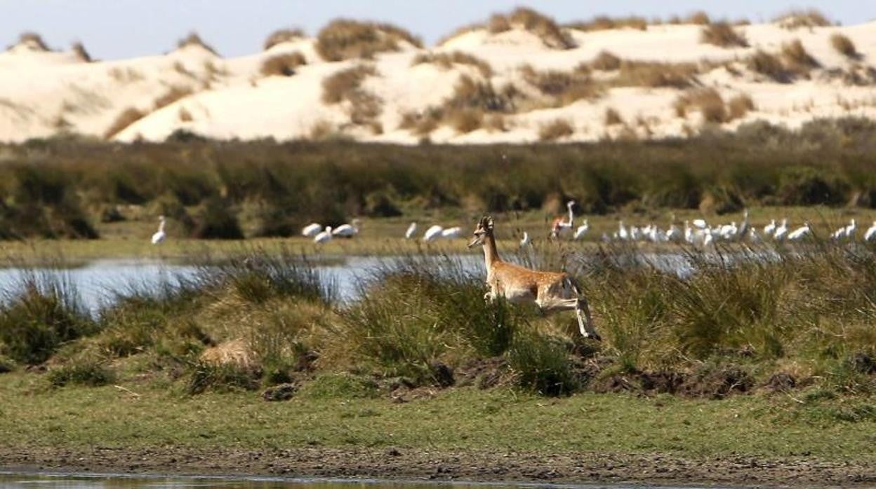 Imagen de archivo de la laguna de Santa Olalla, en pleno corazón de Doñana