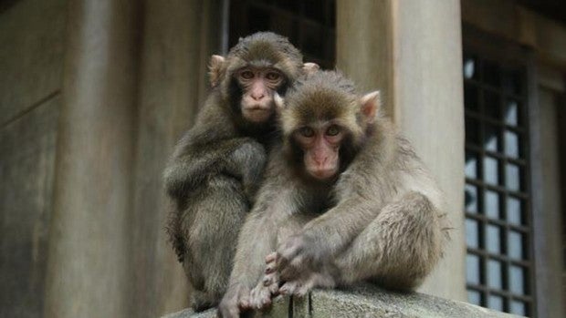 La primera jefa de la manada: una hembra macaco se impone como alfa en una reserva de Japón