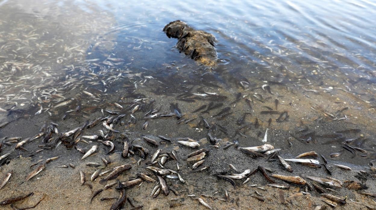 Cientos de cadáveres muertos aparecieron ayer por sexto día consecutivo en aguas de La Manga del mar Menor