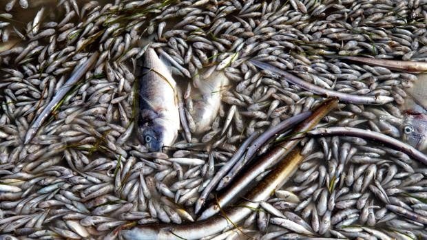 Qué es la anoxia, el fenómeno que podría haber matado a miles de peces en el Mar Menor