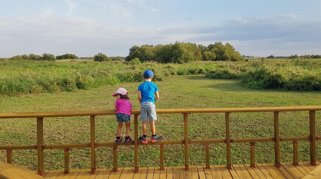 Imagen actual de las Tablas de Daimiel, con la vegetación ganando terreno al agua, con la ausencia de aves y visitantes