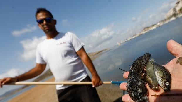 Los oceanógrafos concluyen que los nutrientes agrícolas causaron la muerte masiva de peces en el mar Menor