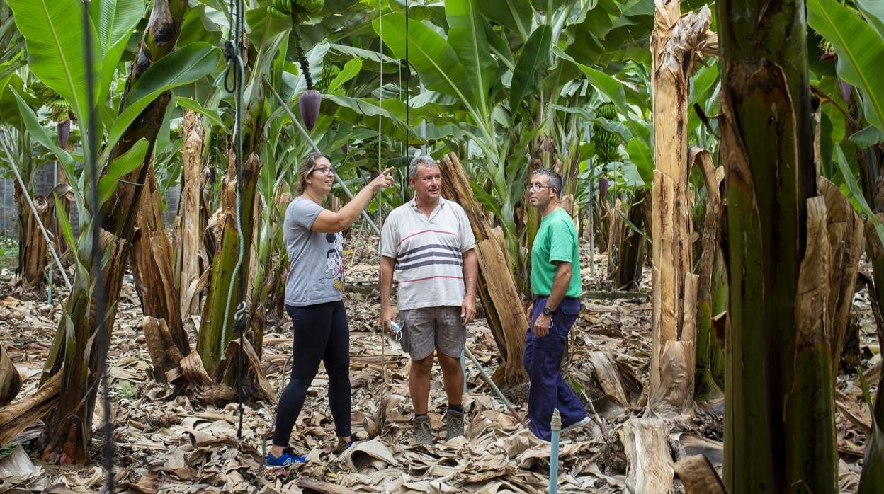 Laura Brito, gerente de la cooperativa de cultivo de plátanos Volcán de San Juan, junto a los productores José Javier Brito y José Ángel Gómez