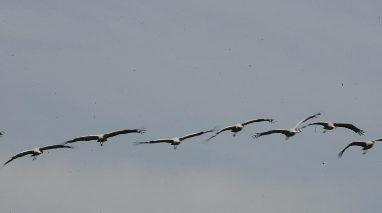 Aves migratorias