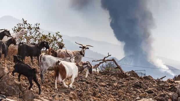 La Palma: un arca de Noé bajo las cenizas