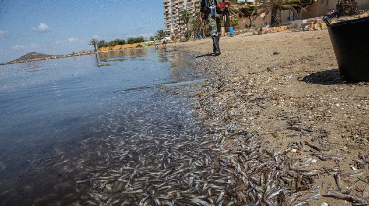Murcia alerta del «inminente» colapso ecológico del mar Menor