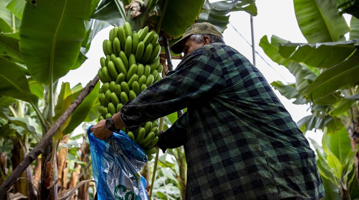 Un agricultor protege los plátanos de las cenizas que transporta el viento