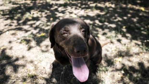 Los jueces podrán negar la custodia compartida de los hijos si uno de los cónyuges maltrata a los animales