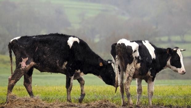 Multas de hasta 600.000 euros por matar animales intencionadamente