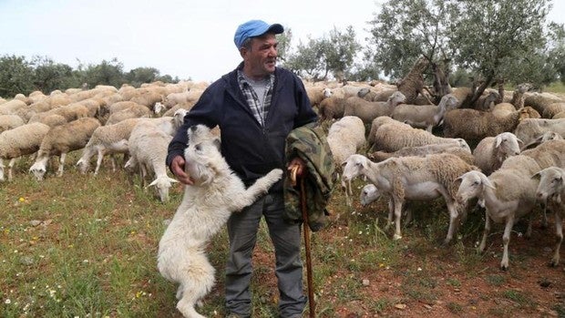 La ley de protección animal despierta recelos jurídicos entre los dueños