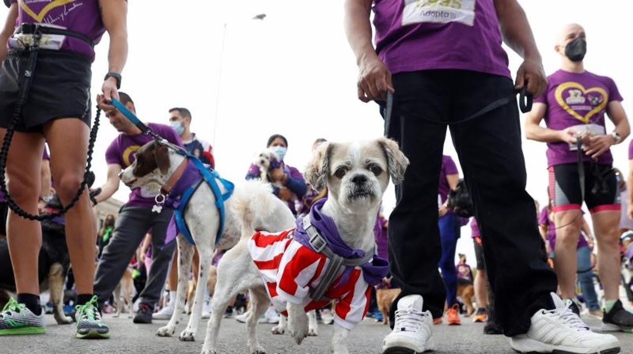 Dueños y perros, en el perrotón