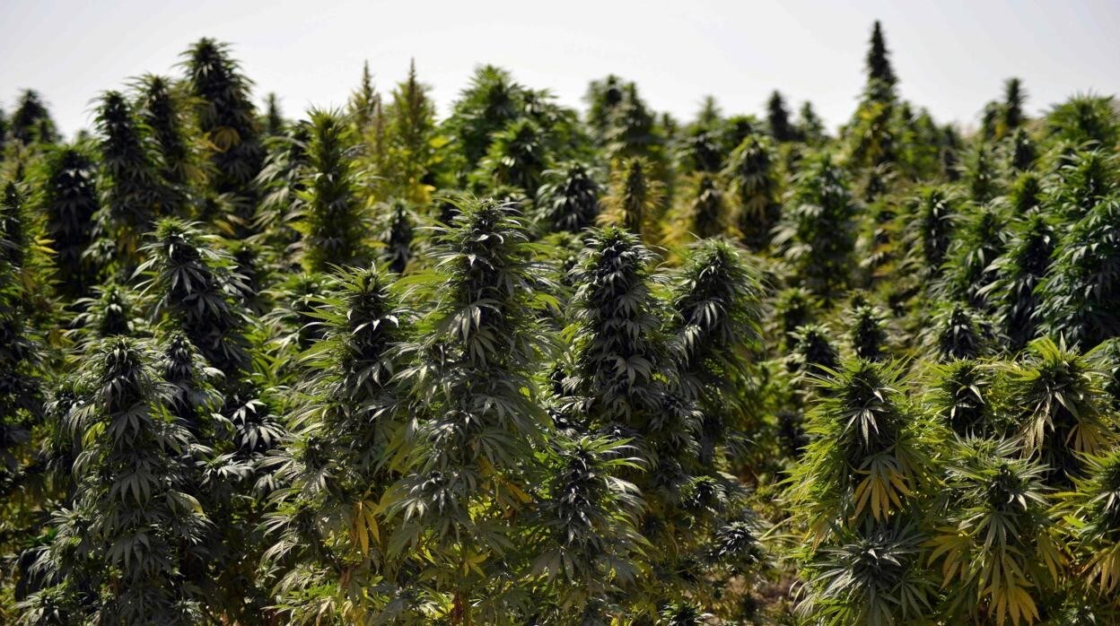 La legalización del cannabis a debate