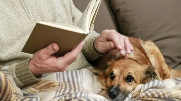 Chihuahua, Caniche, Whippet o Shih Tzu, entre las razas caninas más idóneas para las personas mayores