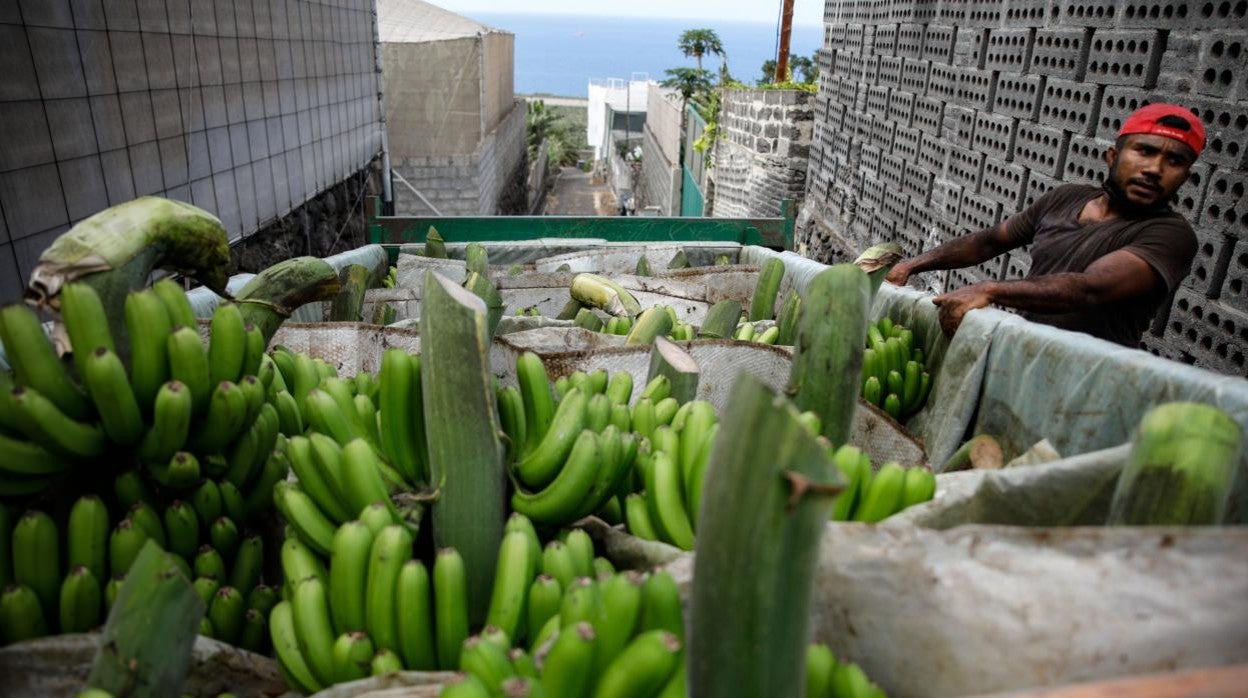 El Gobierno deja fuera de las ayudas en La Palma a los autónomos